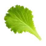 Lettuce
