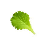 Lettuce