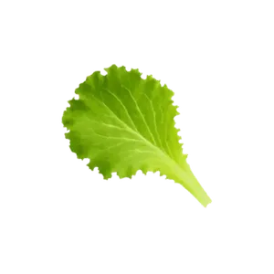Lettuce